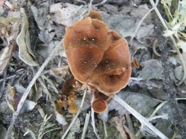 fungo da identificare 3